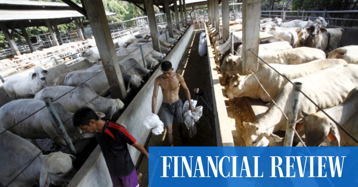 Ketua Eksekutif Wellard John Klebeck mengatakan pasar Indonesia secara efektif tertutup bagi eksportir ternak