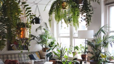 When Did Millennials Start Queuing Up For Indoor Plant Parties