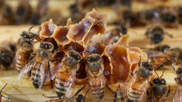 Bees sit on a hive at a Beechworth Honey site in August.