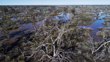 Narran Lakes in May 2020, which has had the biggest inflow since 2013.