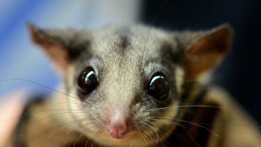 Populations of the Leadbeater's possum have declined sharply under regional forest agreements, experts say.