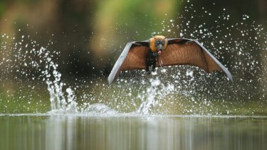 The grey-headed flying fox is the largest bat in Australia and one of the most vulnerable.