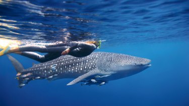 Diving with whale sharks at Ningaloo Reef, Exmouth. 