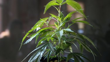 Michael Pettersson's bill would enable adults to legally possess 50g of cannabis and grow a small number of plants naturally for personal use.