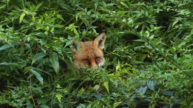 A fox, pictured in a domestic back garden in south west London last year, are a common sight across London. 