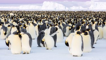 The US is now considering listing the emperor penguin as endangered because of climate change. A picture of the Emperor penguin colony in Antarcticaâs Atka Bay.