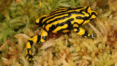 The endangered Southern Corroboree Frog lives in alpine areas. 