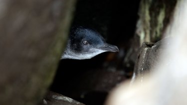 There have been several violent attacks on little penguins at the St Kilda Pier over the years. 