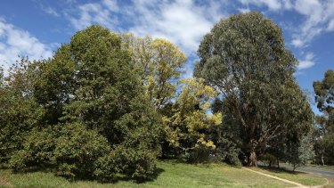 Canberra lost more than 10 per cent of its canopy cover between 2009 and 2016.