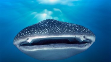 Whale sharks are one of the 676 threatened species which could have its recovery plan swapped for conservation advice. 