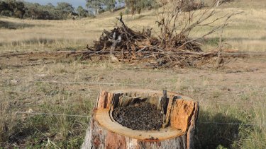 Farmers had been advocating the repeal of native vegetation laws for two decades before they succeeded with the Berejiklian government passing new rules  in mid-2017.