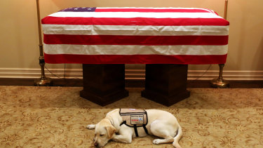 Sully, President George H.W. Bush's service dog, lies in front of his casket in Houston. 