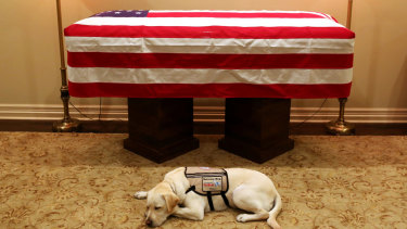 Sully, President George H.W. Bush's service dog, lies in front of his casket.
