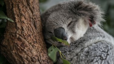 Koala numbers are declining despite the species being listed as threatened.