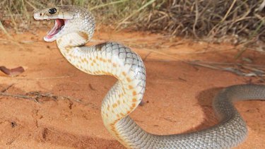 Several factors point to Australia's snakes being less dangerous than other countries.