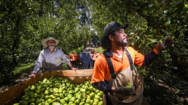 Fruit pickers in Victoria last month.