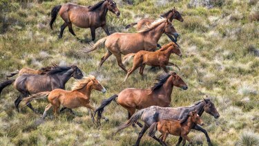 Feral horse numbers in the Kosciuszko National Park are apparently rising rapidly - but the Berejiklian government appears to have missed another chance to reduce them.