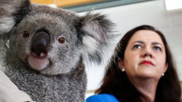570,000 hectares would be set aside for koala habitat under a draft state government plan released on Sunday by Premier Annastacia Palaszczuk