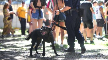 Police undertake searches at the Fieid Day Music Festival in Sydney on New Years Day.