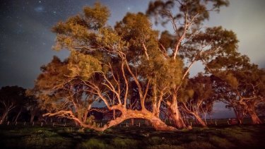 A centuries old eucalyptus known as a marker tree on the sacred land near the birthing tree. 