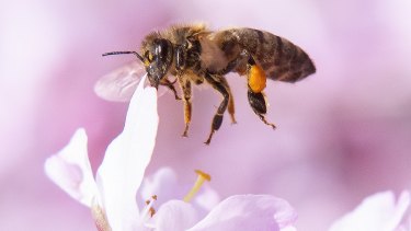 Bees will be the unseen stars of this year's David Jones Flower Show.