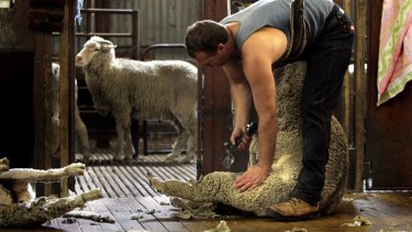 Nine out of 10 shearers claim deductions for expenses, with the average deduction being $6894. 