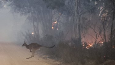 A kangaroo flees a bushfire in NSW.