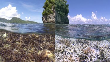 A before and after image of coral bleaching in American Samoa, with the right image taken in December 2014