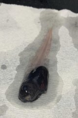 The snailfish’s skin is gelatinous and therefore starts cooking when brought up to  warmer temperatures.