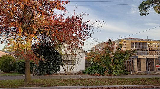 A leafy street in Ashburton.
