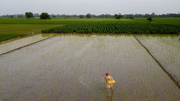 الهند تحاول تقليل اعتمادها على الأسمدة المستوردة.