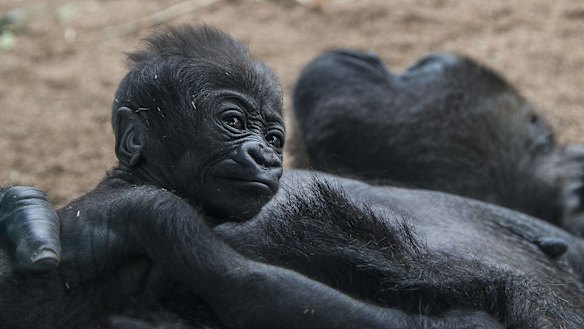 Some of the gorillas from San Diego Zoo in 2015.