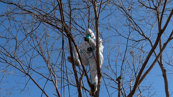 A worker in protective gear climbs a tree outside a suburb in lockdown due to Covid in Beijing on December 1.