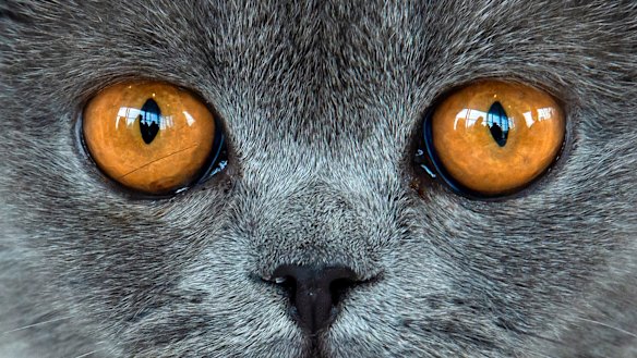  Single women with cats are reclaiming power over the bad old idea they are somehow pitiable.
