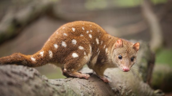 Spot-tailed quoll.