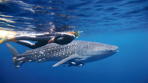 Diving with whale sharks at Ningaloo Reef, Exmouth. 