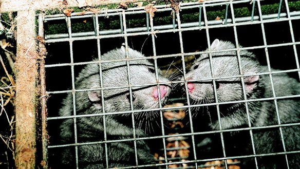 Grey mink wait for slaughter in a cage in a fur farm.
