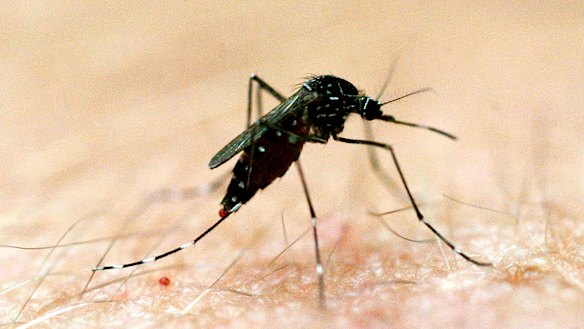 The Japanese encephalitis virus is mosquito-borne. 