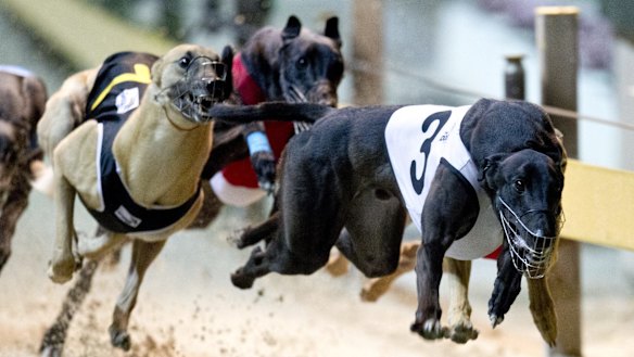 After nearly 100 years, the race is over for greyhounds at Wentworth Park.