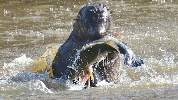 Salvatore the seal was first spotted in the Yarra River at South Yarra in July 2014.