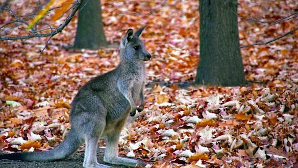A very good friend in Weston Park.