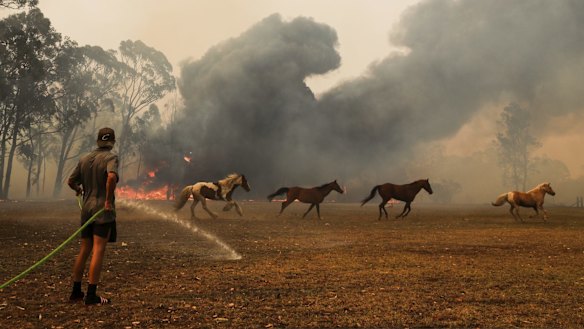 Horses run away from the flames as a resident defends their property near Orangeville.