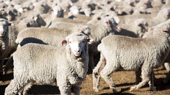 Drought has pushed Australia's sheep flock to its lowest level in more than 100 years. 