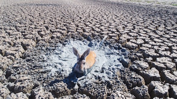 A kangaroo stuck in the drying mud in the drainage canal of Lake Cawndilla, one of the four lakes of the Menindee Lakes.
