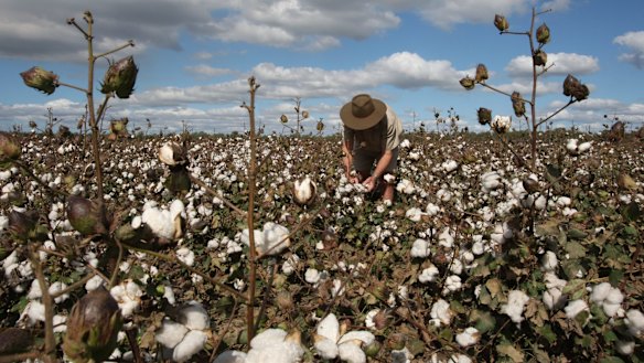 Cotton production has been affected by the drought. 