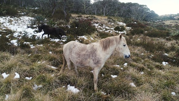 Brumbies in the high grasslands near Kiandra in the Snowy Mountains.