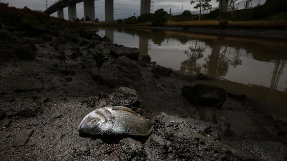 Dead fish washed up along the banks of Stony Creek in the days after last year's factory fire.
