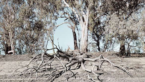 The severe drought affecting the Murray Darling Basin is making the finalisation of important river management plans difficult, the NSW government says.