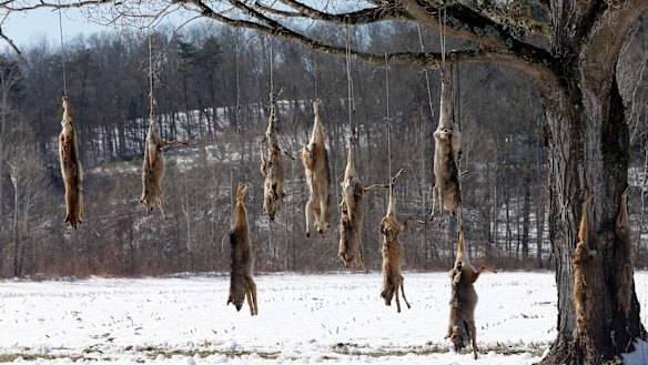 Coyote carcasses hang from branches on a tree in the middle of a field in West Augusta, Virginia.