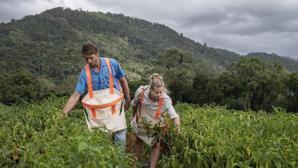 Isabelle Devine and Jack Murday run a chilli and paw paw farm in Mossman, far north Queensland.